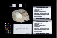 Foto (Objekt + Etikett) von Eodromites sp.  (NHMW-GEO-1990-0041-3900)